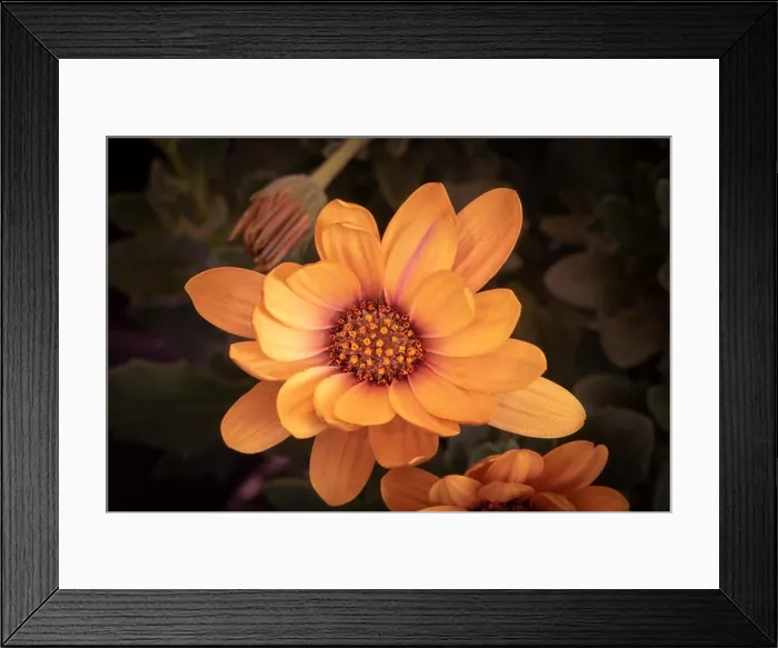 Framed Print : Fine art still life color flower macro of a wide open blooming pink orange cape daisy / marguerite blossom Framed Print : Fine art still life color flower macro of a wide open blooming pink orange cape daisy / marguerite blossom