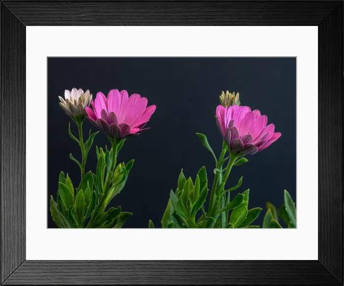 Framed Print : Fine art still life color flower macro image of blooming violet Framed Print : Fine art still life color flower macro image of blooming violet
