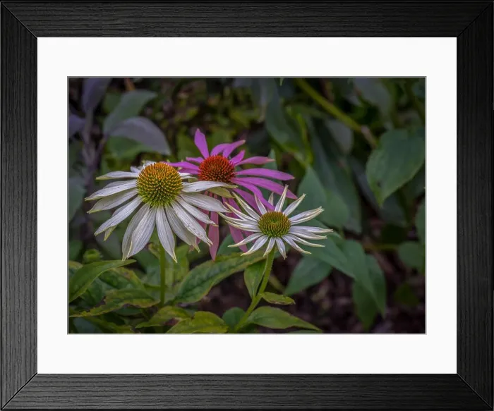 Framed Print : Natural outdoor floral macro of three wide open white yellow pink coneflower / echinacea blossoms on natural colorful Framed Print : Natural outdoor floral macro of three wide open white yellow pink coneflower / echinacea blossoms on natural colorful