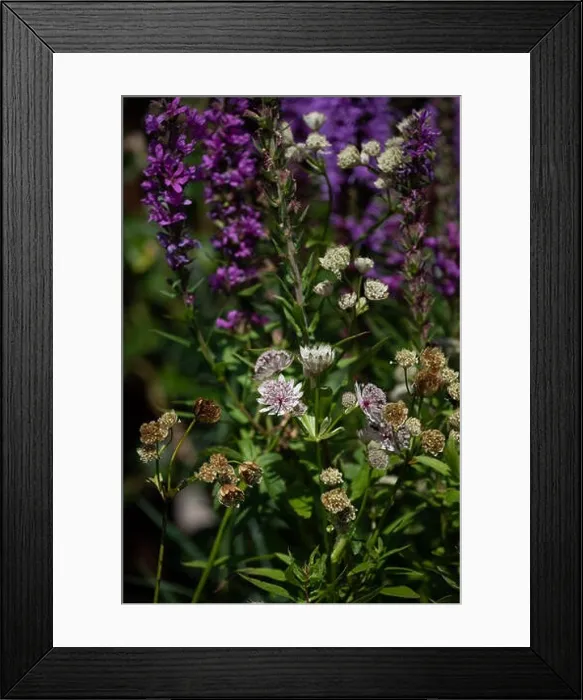 Framed Print : Warm colored outdoor floral macro of flowering astrantia blossoms on natural blurred garden background with purple Framed Print : Warm colored outdoor floral macro of flowering astrantia blossoms on natural blurred garden background with purple