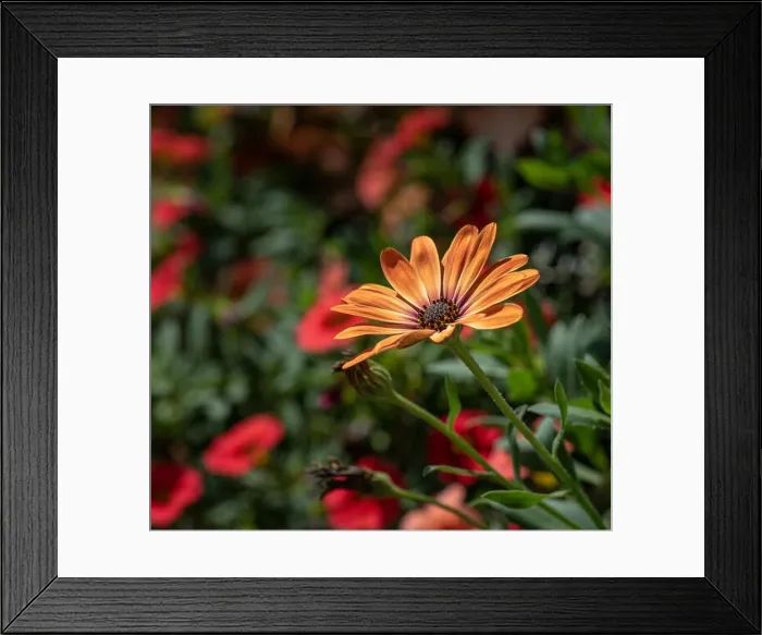 Framed Print : Fine art still life flower color macro portrait of a wide open blooming orange cape daisy / marguerite blossom Framed Print : Fine art still life flower color macro portrait of a wide open blooming orange cape daisy / marguerite blossom