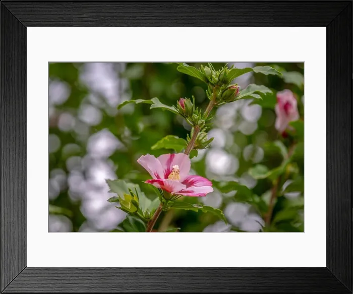 Framed Print : Color outdoor natural floral close up image of a red white hibiscus blossom on a bush  /  shub with green leaves