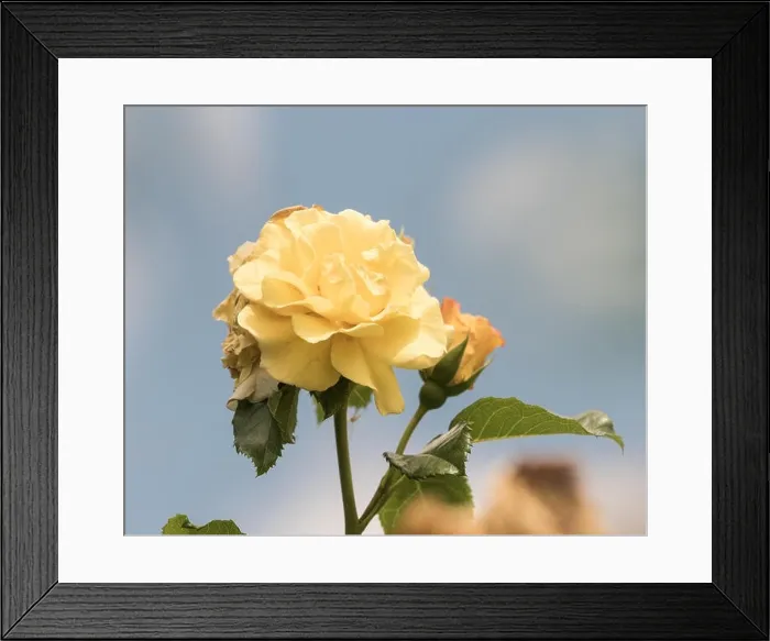 Framed Print : Pastel color outdoor natural floral close up image of a yellow rose blossom with green leaves Framed Print : Pastel color outdoor natural floral close up image of a yellow rose blossom with green leaves