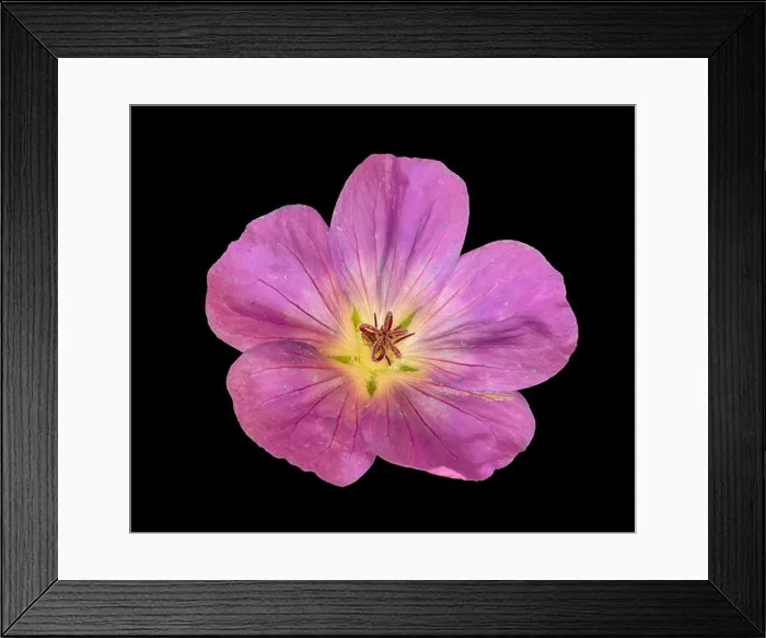 Framed Print : Fine art still life color floral image of a single isolated wide open pink blooming female geranium / cranesbill flower Framed Print : Fine art still life color floral image of a single isolated wide open pink blooming female geranium / cranesbill flower