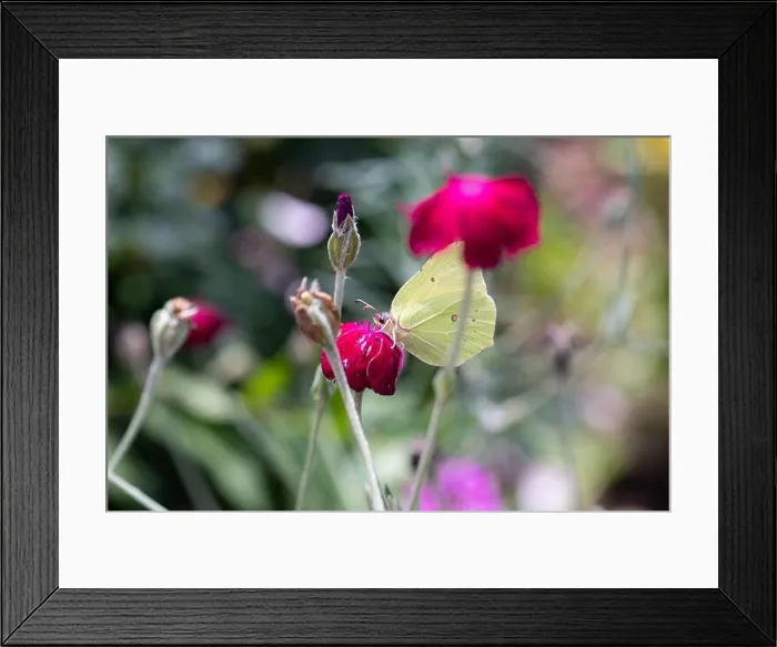 Framed Print : Outdoor bright color macro photo of a single yellow brimstone butterfly sitting on an red crown campion blossom with Framed Print : Outdoor bright color macro photo of a single yellow brimstone butterfly sitting on an red crown campion blossom with