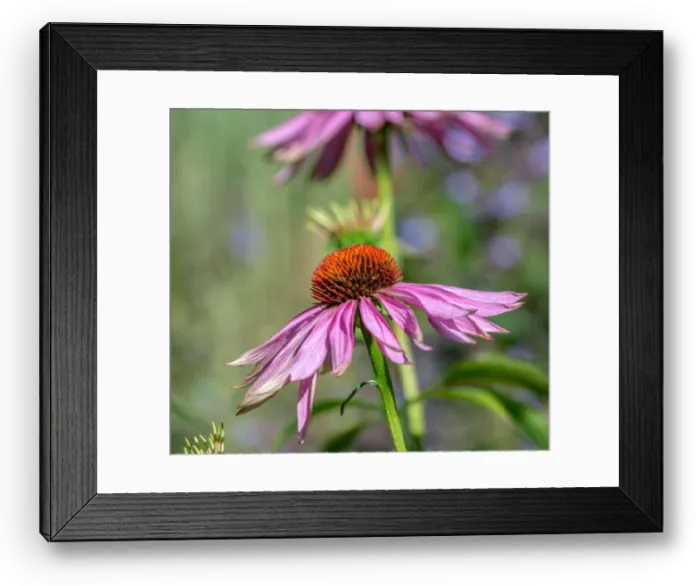 Framed Print : Fine art still life outdoor floral macro of a wide open pink orange coneflower / echinacea blossom on natural colorful Framed Print : Fine art still life outdoor floral macro of a wide open pink orange coneflower / echinacea blossom on natural colorful