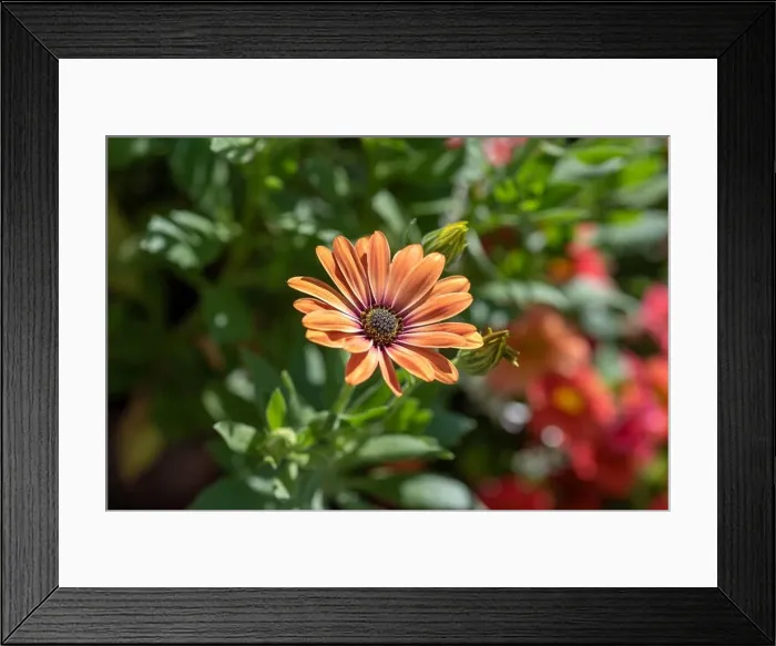 Framed Print : Fine art still life flower color macro portrait of a wide open blooming orange cape daisy / marguerite blossom Framed Print : Fine art still life flower color macro portrait of a wide open blooming orange cape daisy / marguerite blossom