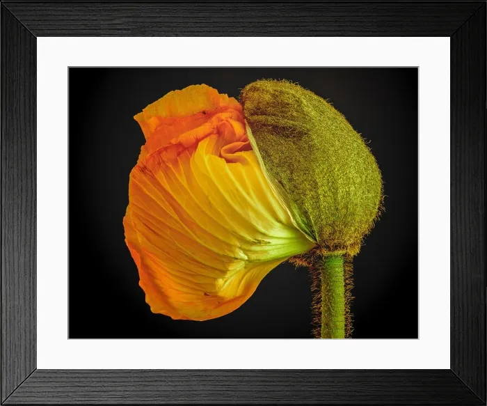 Framed Print : Floral fine art still life detailed color macro flower portrait of a single isolated young orange yellow satin / silk Framed Print : Floral fine art still life detailed color macro flower portrait of a single isolated young orange yellow satin / silk