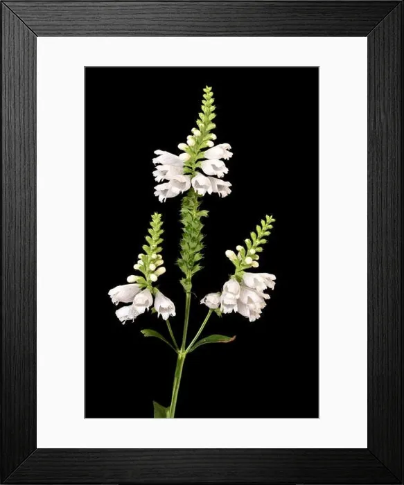 Framed Print : Fine art still life colorful macro image of a green white false dragonhead / obedient / obedience plant with stem Framed Print : Fine art still life colorful macro image of a green white false dragonhead / obedient / obedience plant with stem