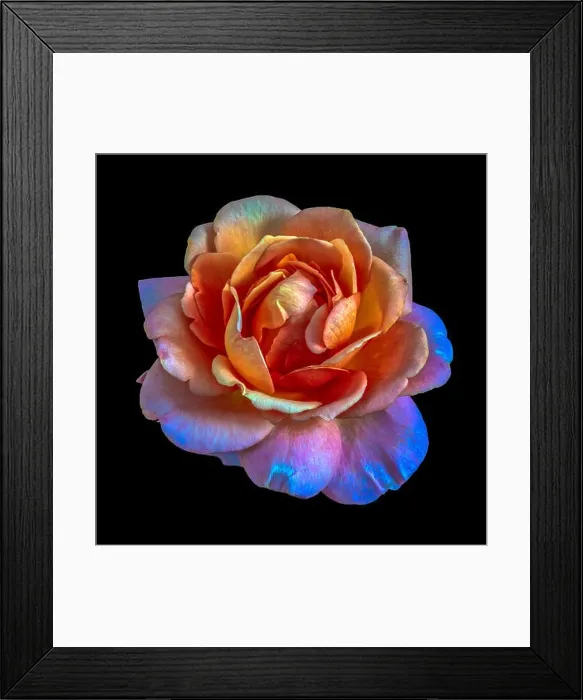 Framed Print : Colorful shimmering fine art still life floral macro of a single isolated rainbow colored open rose blossom Framed Print : Colorful shimmering fine art still life floral macro of a single isolated rainbow colored open rose blossom