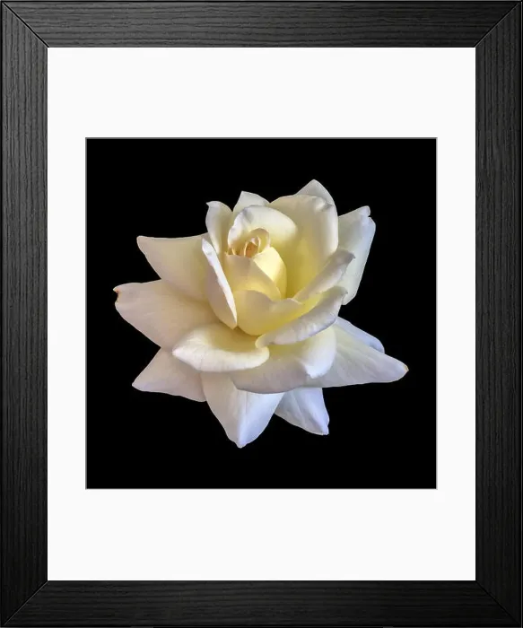 Framed Print : Fine art still life color flower front view macro photo of an open yellow white rose blossom with detailed texture