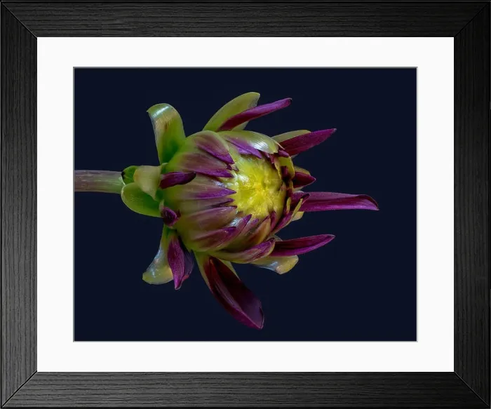 Framed Print : Fine art still life floral macro of a violet yellow green isolated single young unfolding dahlia blossom with green Framed Print : Fine art still life floral macro of a violet yellow green isolated single young unfolding dahlia blossom with green