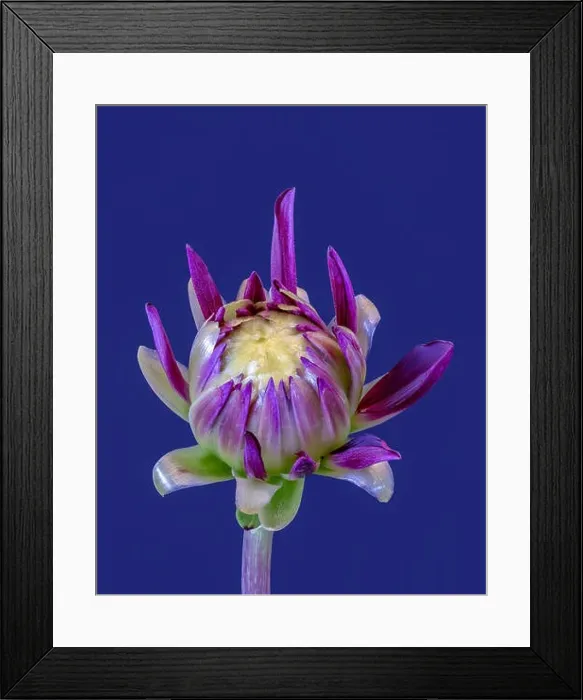 Framed Print : Fine art still life floral macro of a violet yellow green isolated single young unfolding dahlia blossom with green Framed Print : Fine art still life floral macro of a violet yellow green isolated single young unfolding dahlia blossom with green