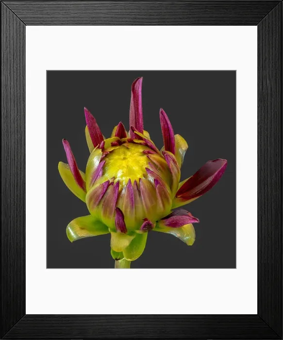 Framed Print : Fine art still life floral macro of a purple yellow green isolated single young unfolding dahlia blossom with green Framed Print : Fine art still life floral macro of a purple yellow green isolated single young unfolding dahlia blossom with green