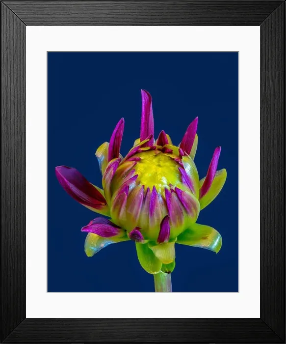 Framed Print : Fine art still life floral macro of a purple yellow green isolated single young unfolding dahlia blossom with green Framed Print : Fine art still life floral macro of a purple yellow green isolated single young unfolding dahlia blossom with green