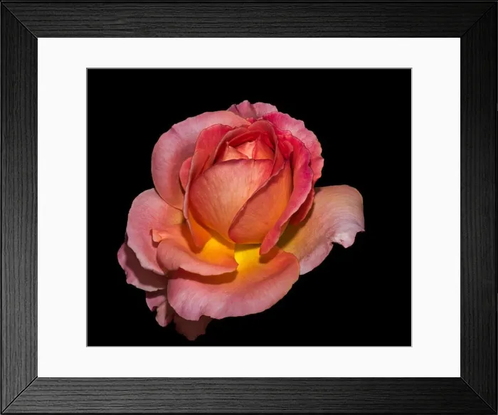 Framed Print : Colorful fine art still life floral macro flower image of a single isolated orange yellow red rose blossom Framed Print : Colorful fine art still life floral macro flower image of a single isolated orange yellow red rose blossom