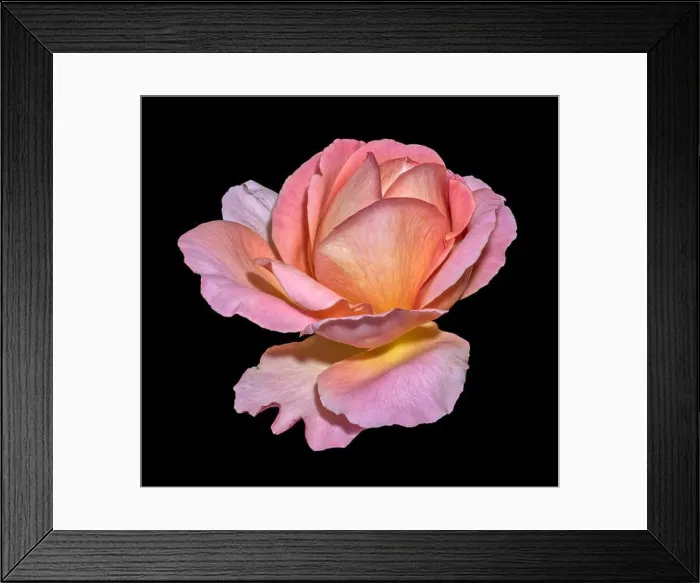 Framed Print : Color fine art still life bright floral macro flower image of a single isolated red pink yellow rose blossom Framed Print : Color fine art still life bright floral macro flower image of a single isolated red pink yellow rose blossom
