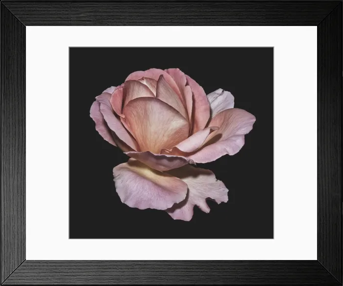 Framed Print : Pastel muted warm colored fine art still life floral macro flower image of a single isolated pink violet brown rose Framed Print : Pastel muted warm colored fine art still life floral macro flower image of a single isolated pink violet brown rose