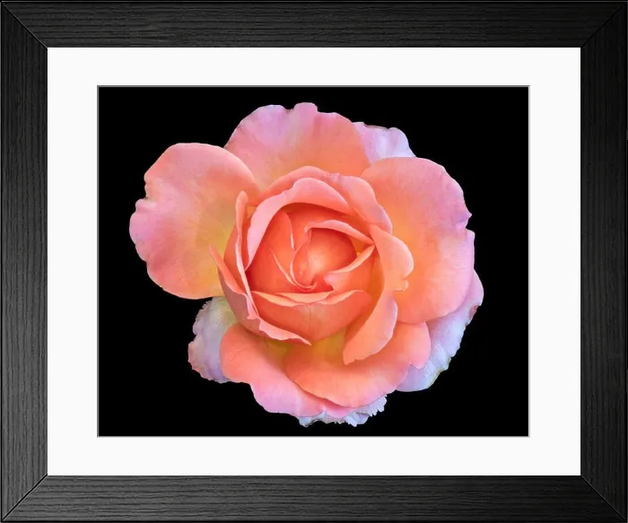 Framed Print : Pastel color fine art still life bright floral macro flower image of a single isolated orange pink wide open rose Framed Print : Pastel color fine art still life bright floral macro flower image of a single isolated orange pink wide open rose