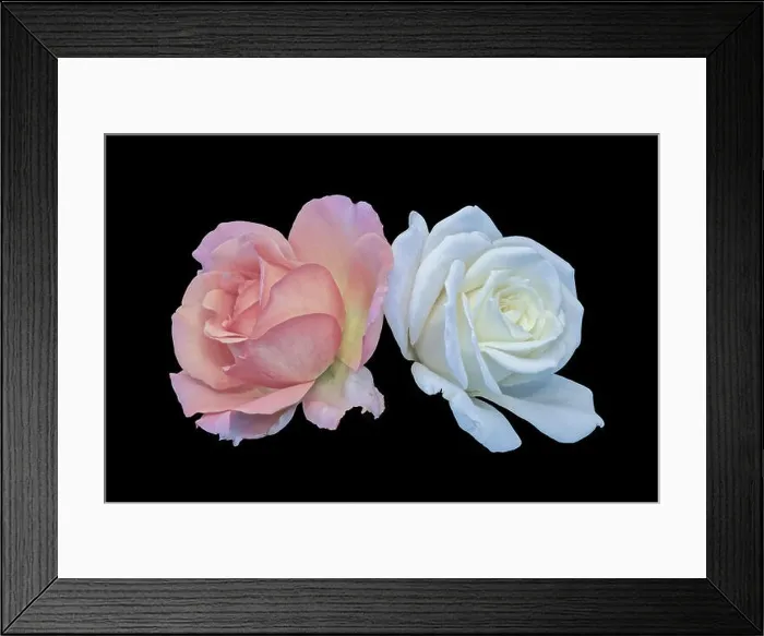 Framed Print : Pastel color fine art still life bright floral macro of a p Framed Print : Pastel color fine art still life bright floral macro of a p