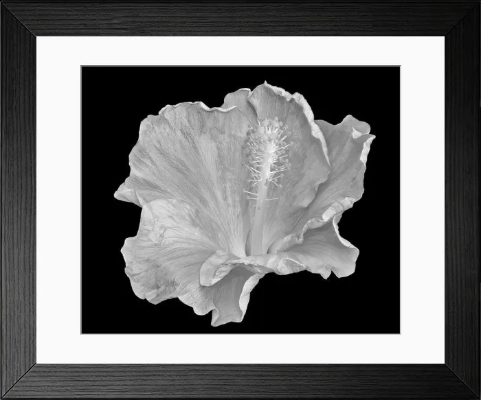 Framed Print : Floral high key monochrome black Framed Print : Floral high key monochrome black