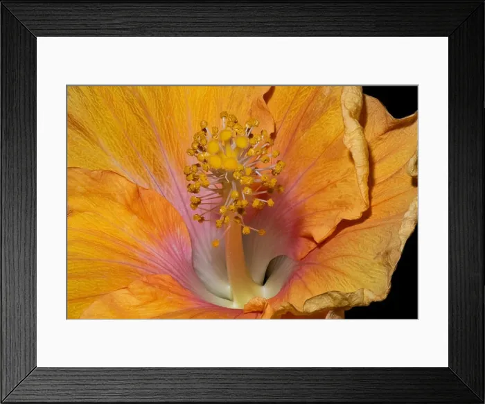 Framed Print : Floral bright color macro flower image of the inner of a single isolated blooming open yellow pink hibiscus blossom