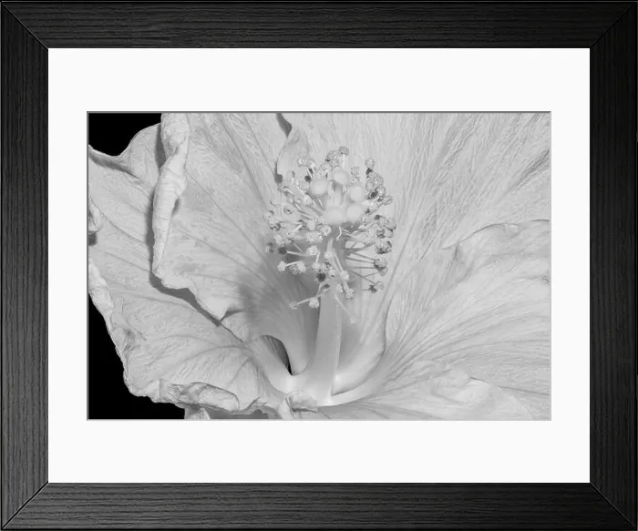 Framed Print : Floral bright high key macro flower image of the inner of a single isolated blooming open hibiscus blossom with Framed Print : Floral bright high key macro flower image of the inner of a single isolated blooming open hibiscus blossom with