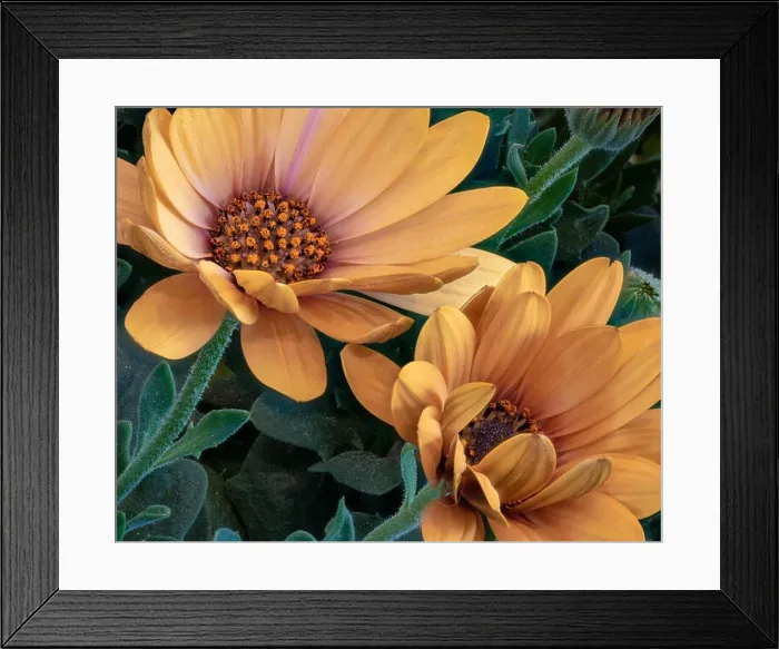 Framed Print : Surrealistic fine art still life flower color vintage image of two open golden yellow african cape daisy / marguerite Framed Print : Surrealistic fine art still life flower color vintage image of two open golden yellow african cape daisy / marguerite