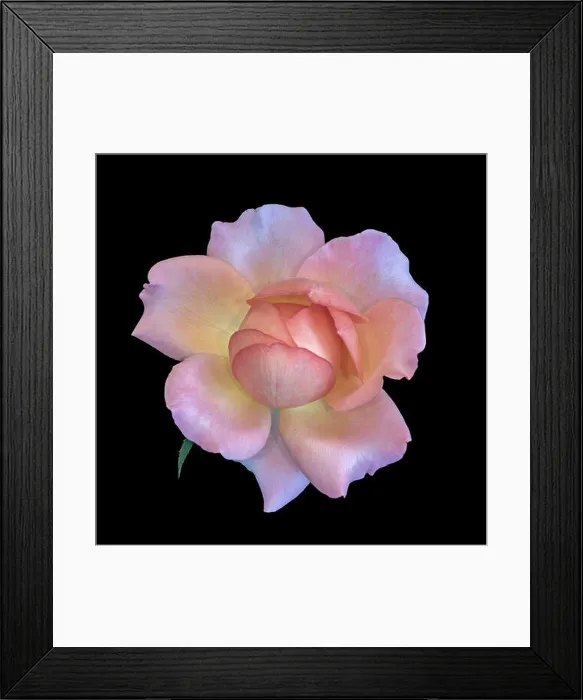 Framed Print : Pastel color fine art still life bright floral macro flower image of a single isolated orange pink yellow rose blossom Framed Print : Pastel color fine art still life bright floral macro flower image of a single isolated orange pink yellow rose blossom
