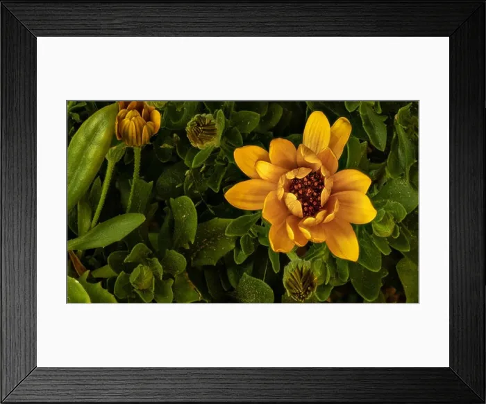 Framed Print : Surrealistic fine art still life flower color vintage image of an open golden yellow african cape daisy  /  marguerite