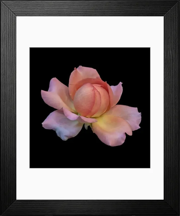 Framed Print : Pastel color fine art still life bright floral macro flower image of a single isolated orange pink yellow rose blossom Framed Print : Pastel color fine art still life bright floral macro flower image of a single isolated orange pink yellow rose blossom