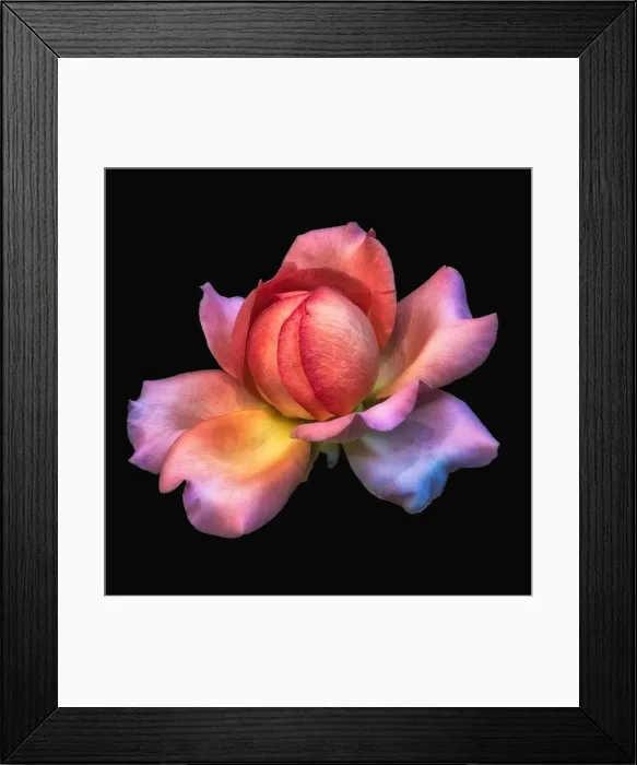 Framed Print : Colorful fine art still life bright floral macro flower image of a single isolated orange pink wide open rose blossom Framed Print : Colorful fine art still life bright floral macro flower image of a single isolated orange pink wide open rose blossom