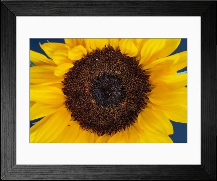 Framed Print : Fine art still life color macro image of a single isolated yellow sunflower blossom in bright sunshine Framed Print : Fine art still life color macro image of a single isolated yellow sunflower blossom in bright sunshine