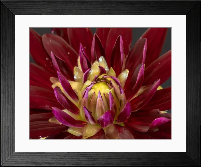 Framed Print : Floral fine art still life detailed color macro flower image of the innner of a single isolated blooming red yellow