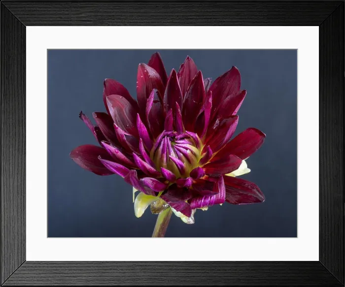 Framed Print : Floral fine art still life detailed color macro flower image of a single isolated blooming purple red yellow wide open Framed Print : Floral fine art still life detailed color macro flower image of a single isolated blooming purple red yellow wide open