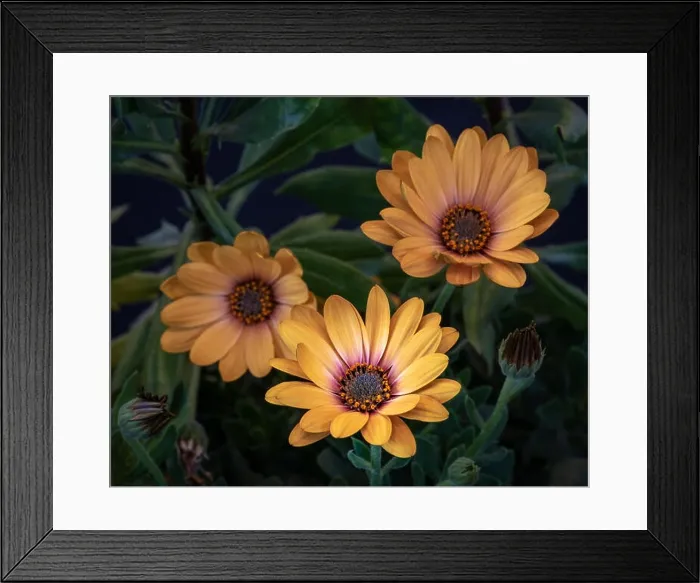 Framed Print : Surrealistic fine art still life flower color vintage image of three golden yellow african cape daisy / marguerite Framed Print : Surrealistic fine art still life flower color vintage image of three golden yellow african cape daisy / marguerite