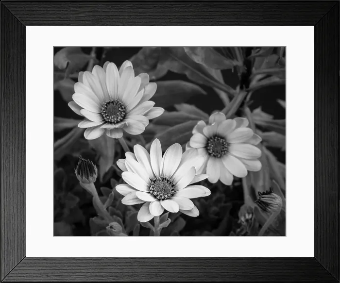 Framed Print : Surrealistic fine art still life flower monochrome image of three yellow african cape daisy / marguerite blossoms with Framed Print : Surrealistic fine art still life flower monochrome image of three yellow african cape daisy / marguerite blossoms with