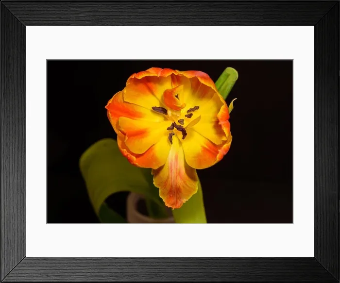 Framed Print : Fine art still life colorful macro flower portrait of a single isolated yellow red fully wide open yellow red blooming Framed Print : Fine art still life colorful macro flower portrait of a single isolated yellow red fully wide open yellow red blooming