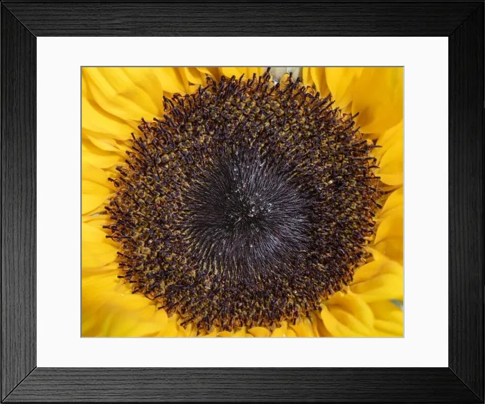 Framed Print : Natural color macro of the single isolated heart of a yellow sunflower blossom in bright sunshine Framed Print : Natural color macro of the single isolated heart of a yellow sunflower blossom in bright sunshine