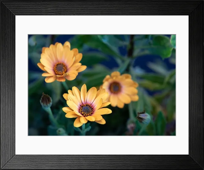 Framed Print : Surrealistic fine art still life flower color vintage image of three golden yellow african cape daisy / marguerite Framed Print : Surrealistic fine art still life flower color vintage image of three golden yellow african cape daisy / marguerite