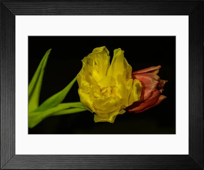 Framed Print : Fine art still life bright colorful macrro flower image of a pair of isolated red yellow blooming tulip blossoms Framed Print : Fine art still life bright colorful macrro flower image of a pair of isolated red yellow blooming tulip blossoms