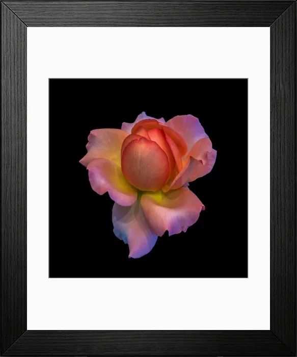 Framed Print : Colorful fine art still life bright floral macro flower image of a single isolated orange pink yellow rose blossom Framed Print : Colorful fine art still life bright floral macro flower image of a single isolated orange pink yellow rose blossom