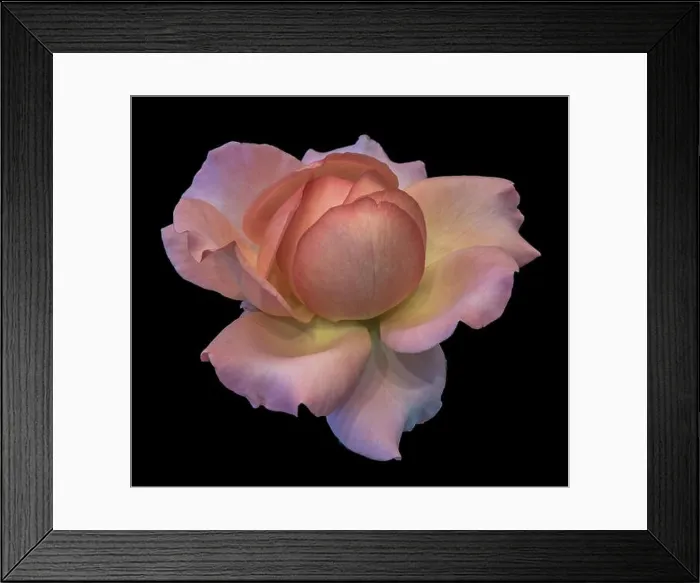 Framed Print : Pastel color fine art still life bright floral macro flower image of a single isolated orange pink yellow rose blossom Framed Print : Pastel color fine art still life bright floral macro flower image of a single isolated orange pink yellow rose blossom