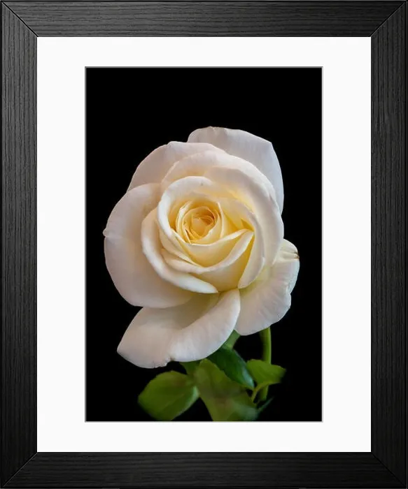Framed Print : Fine art still life color flower front view macro photo of a wide open white yellow rose blossom with leaves Framed Print : Fine art still life color flower front view macro photo of a wide open white yellow rose blossom with leaves