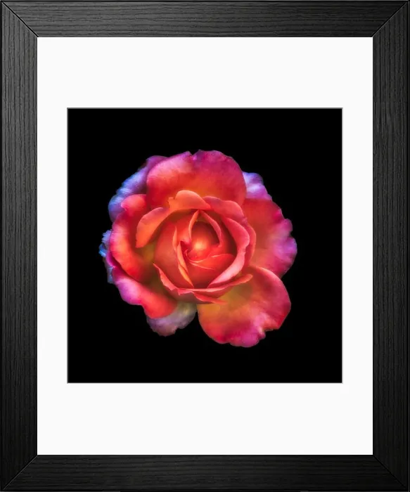 Framed Print : Colorful shimmering fine art still life floral macro of a single isolated red colored open rose blossom Framed Print : Colorful shimmering fine art still life floral macro of a single isolated red colored open rose blossom