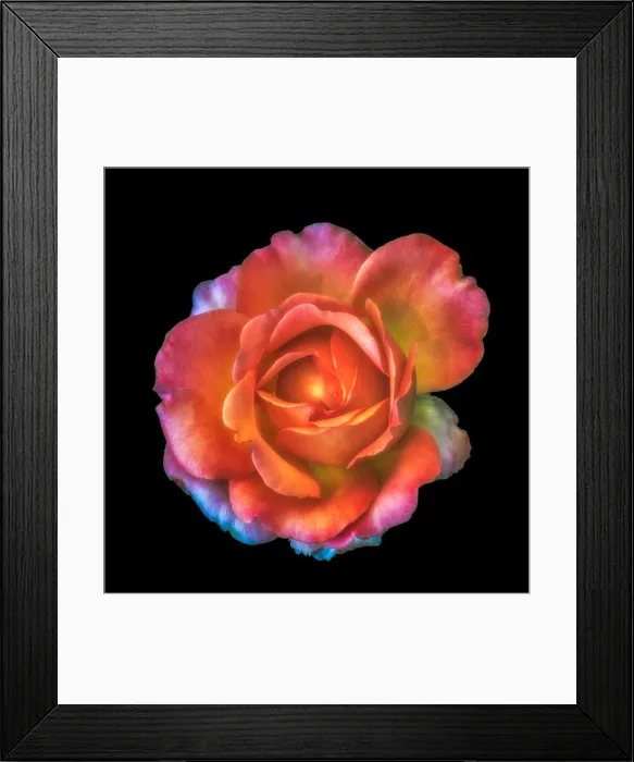 Framed Print : Colorful shimmering fine art still life floral macro of a single isolated orange colored open rose blossom
