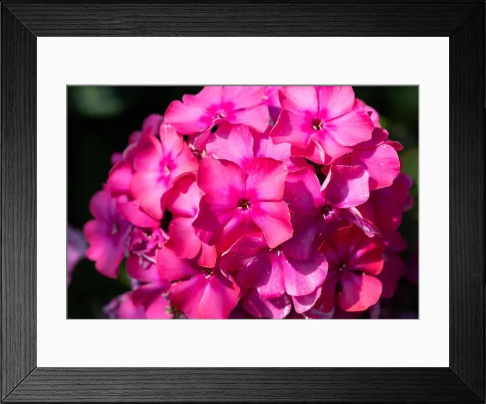 Framed Print : Color outdoor floral macro of a cluster  /  ball of red phlox blossom with natural blurred background taken on a sunny
