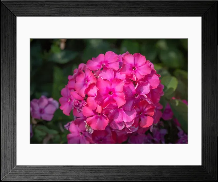 Framed Print : Color outdoor floral macro of a cluster / ball of red phlox blossom with natural blurred background taken on a sunny Framed Print : Color outdoor floral macro of a cluster / ball of red phlox blossom with natural blurred background taken on a sunny