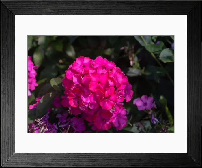 Framed Print : Color outdoor floral macro of a cluster / ball of red phlox blossom with natural blurred background taken on a sunny Framed Print : Color outdoor floral macro of a cluster / ball of red phlox blossom with natural blurred background taken on a sunny