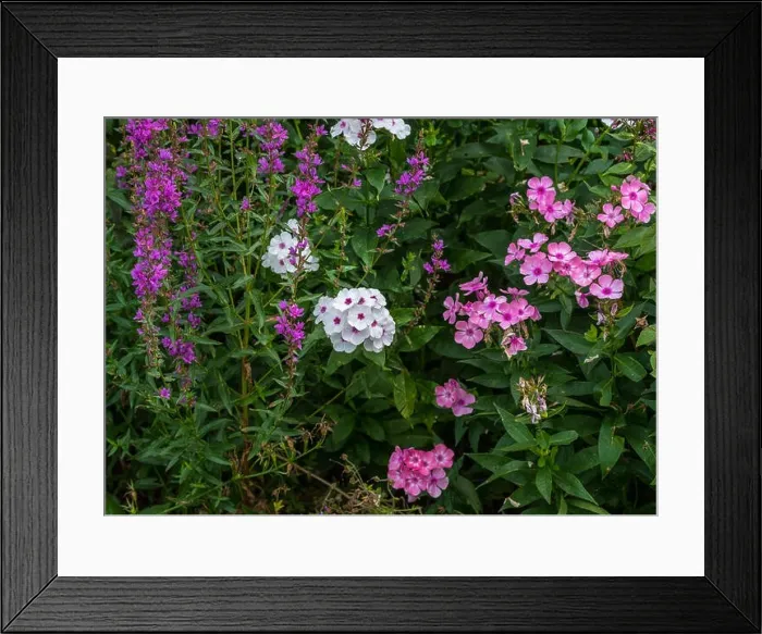 Framed Print : Natural color outdoor image of different white red pink phlox blossoms Framed Print : Natural color outdoor image of different white red pink phlox blossoms